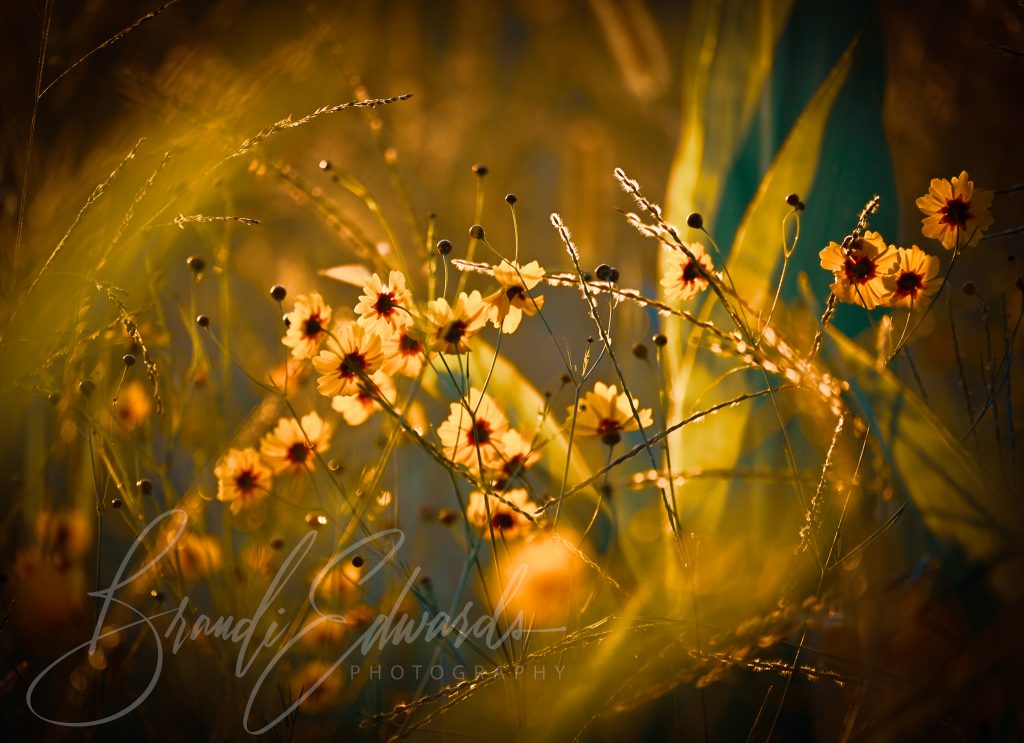 Golden Wildflower duo