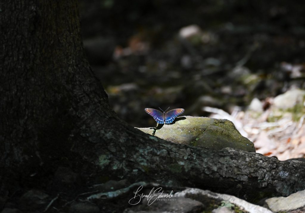 brandi edwards photography nature photo butterfly