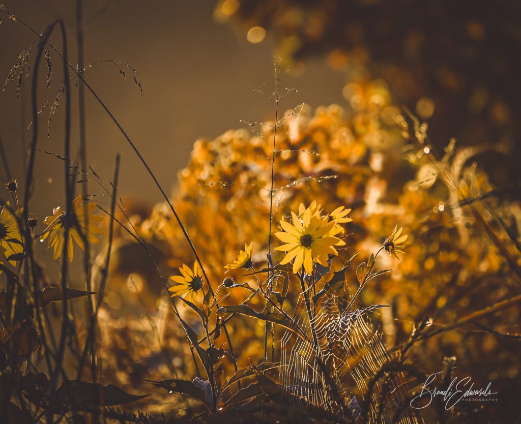 brandi edwards photography sunrise flowers spider web